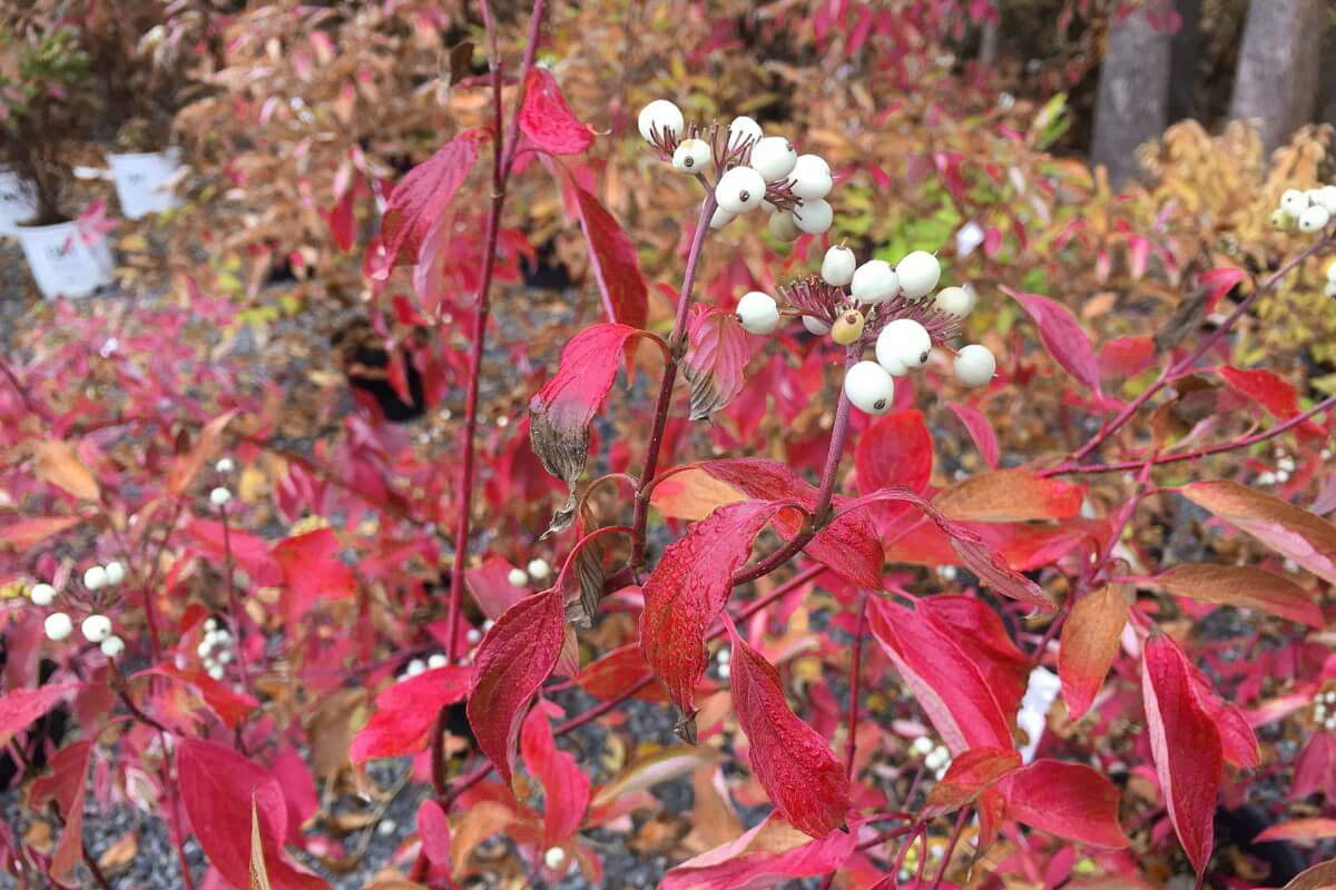 Дерен Натела Дерен Натела