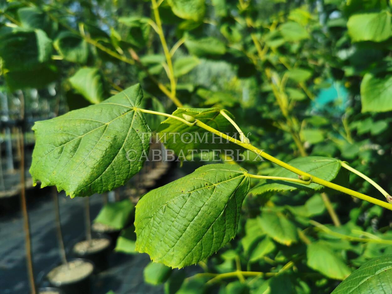 Липа крупнолистная