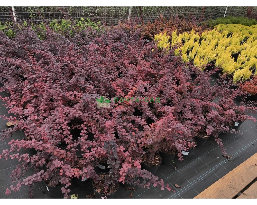 Барбарис оттавский Барбарис оттавский