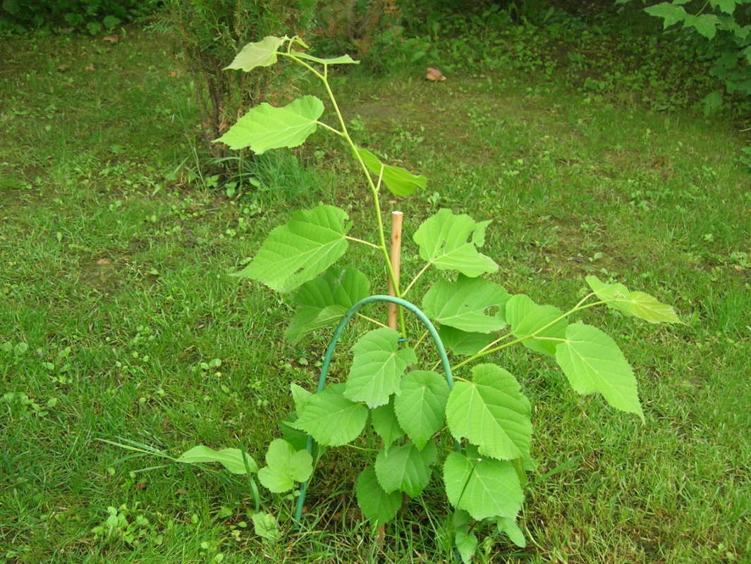 Липа кавказская Липа кавказская