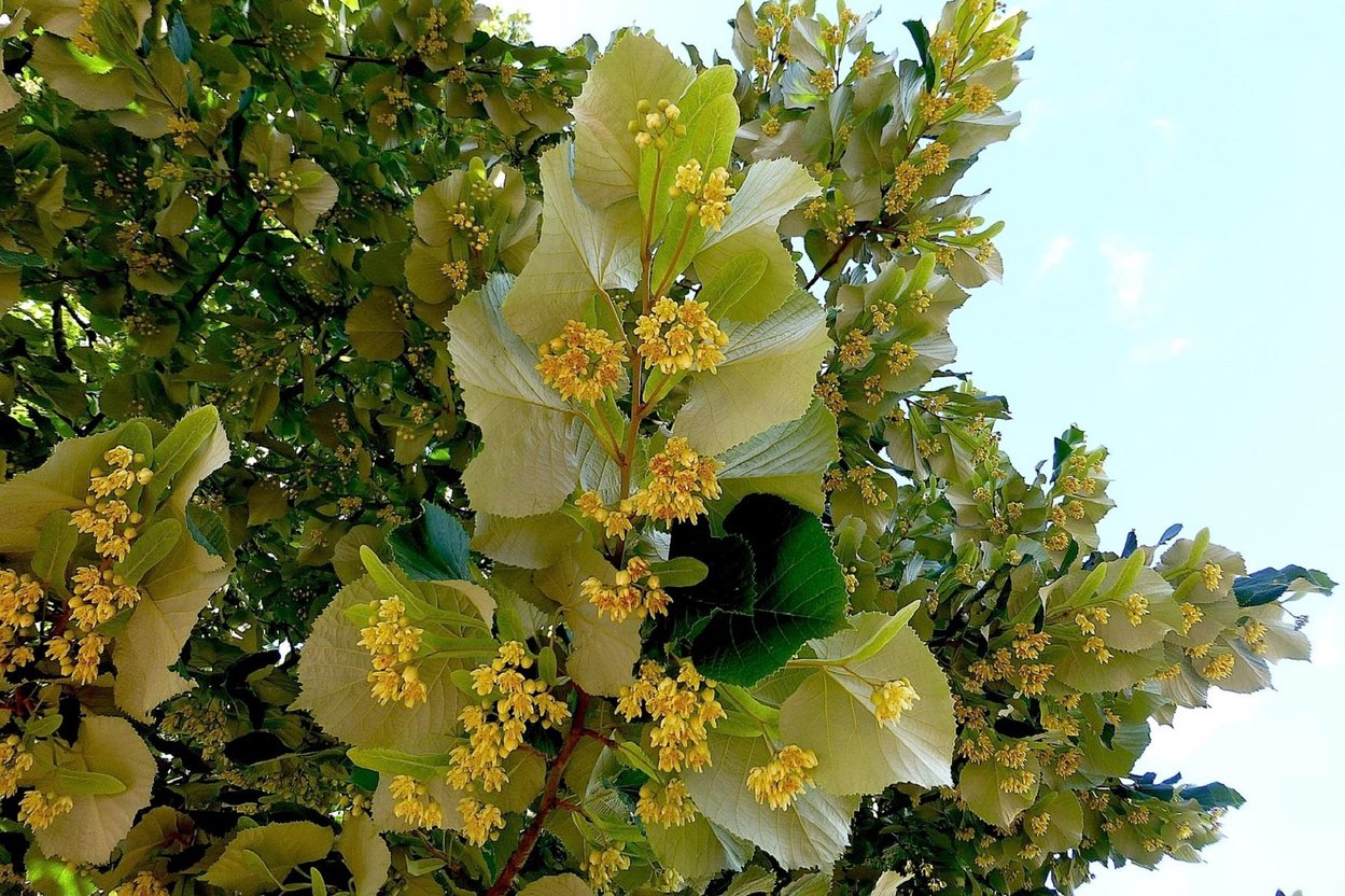 Липа серебристая Липа серебристая