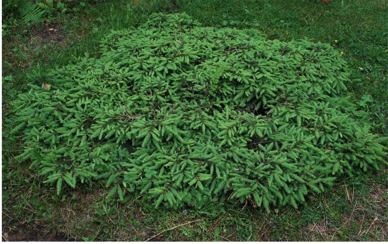 Ель обыкновенная