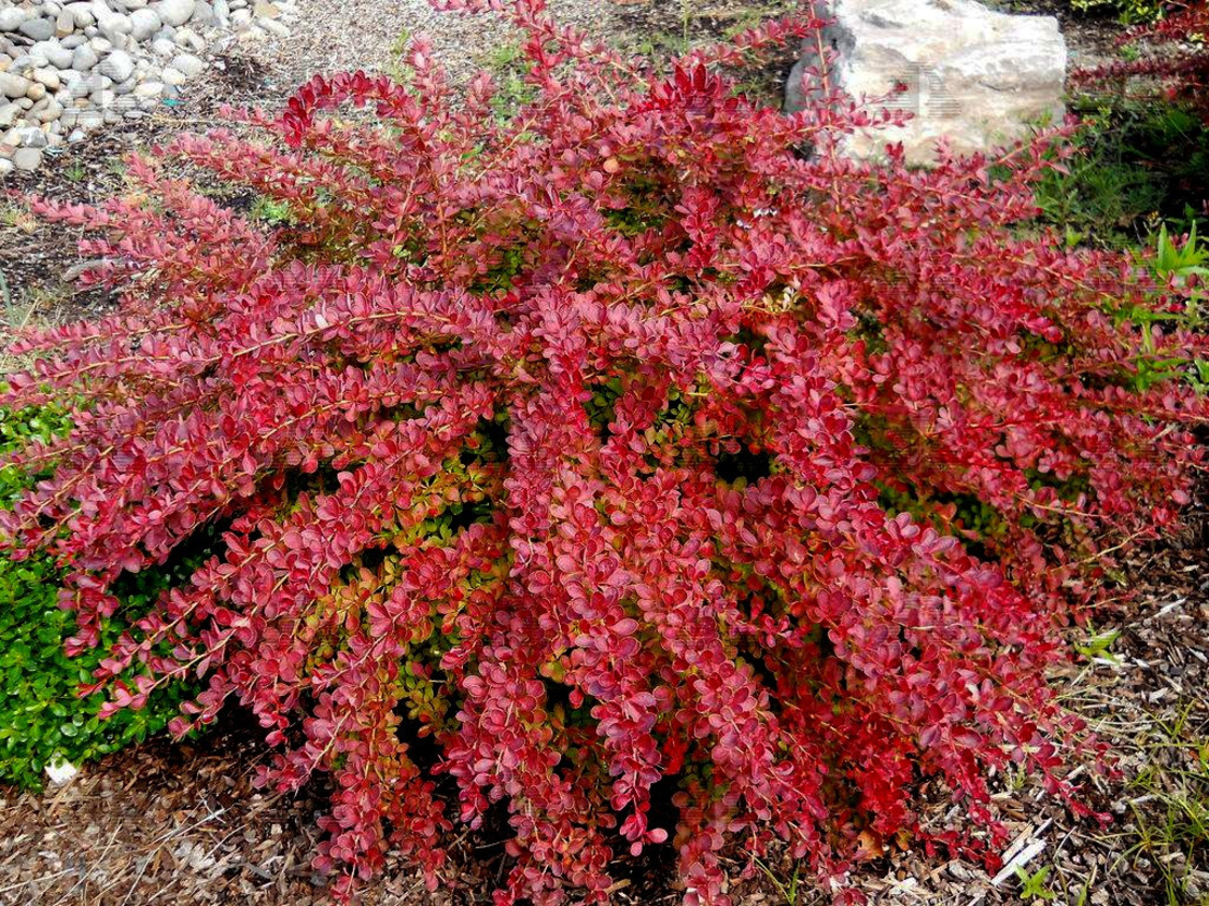 Барбарис многоцветковый Барбарис многоцветковый