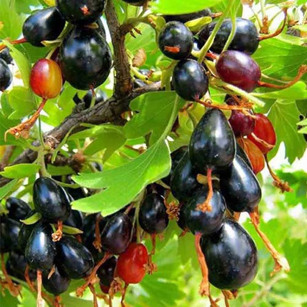 Смородина Смородина