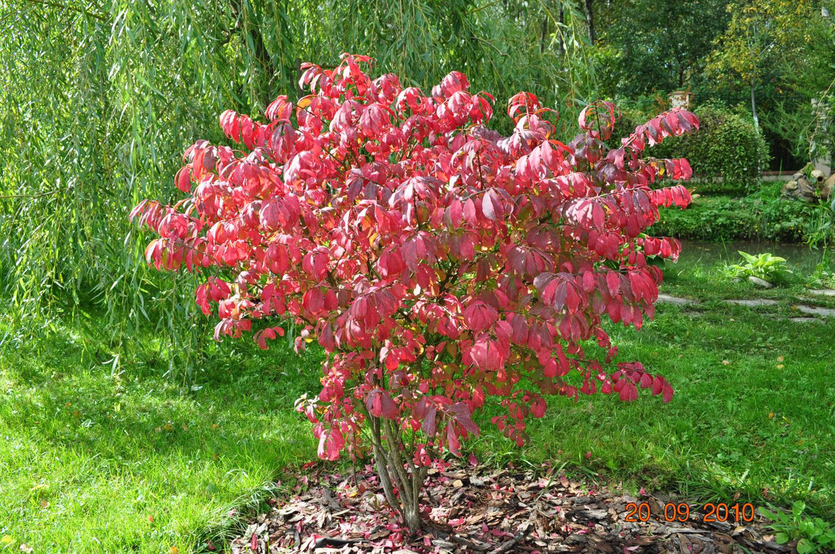 Бересклет крылатый