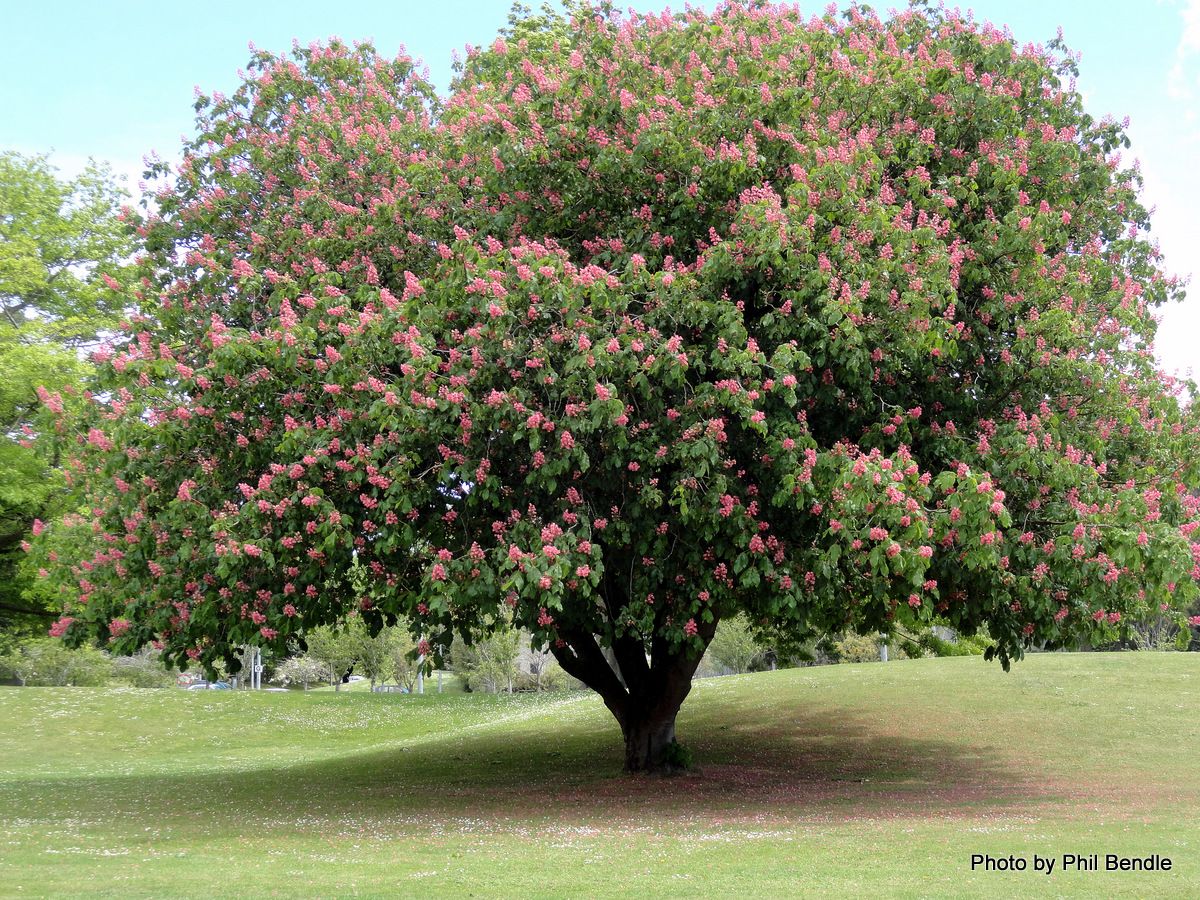 Каштан низкорослый