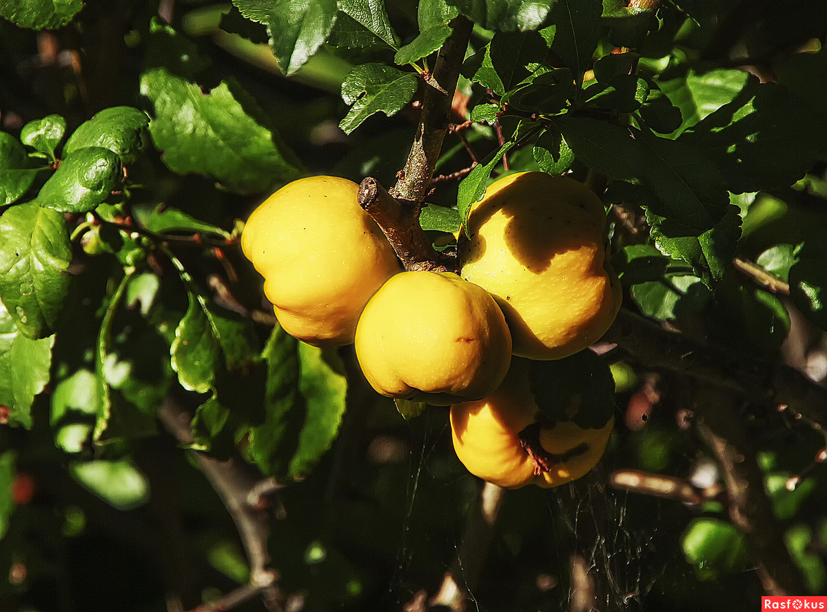 Айва яблоковидная