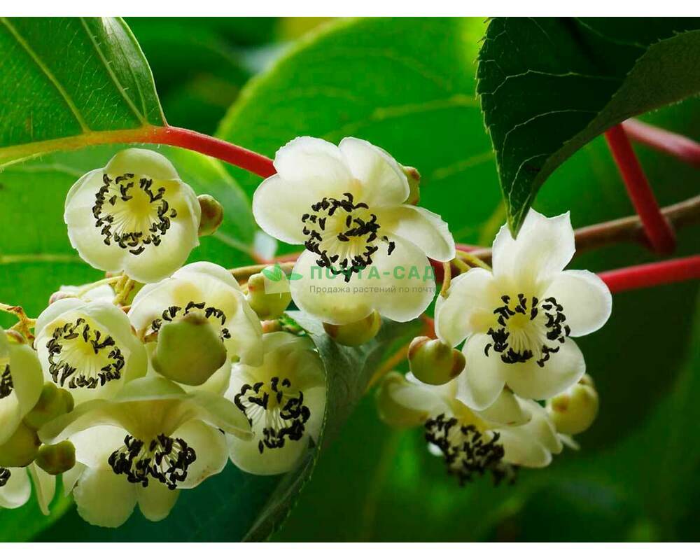 Актинидия острая