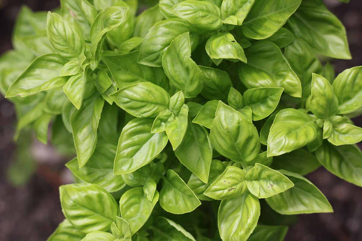 Базилик приятнейший