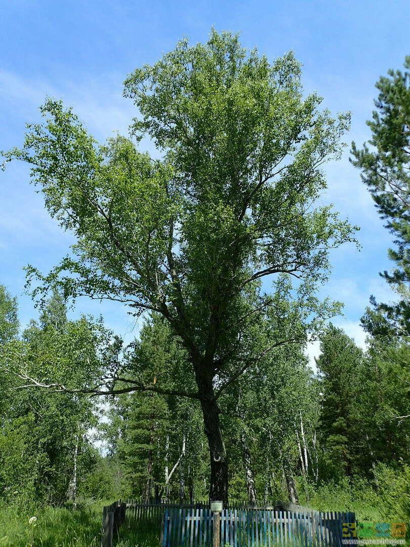 Береза черная Береза черная