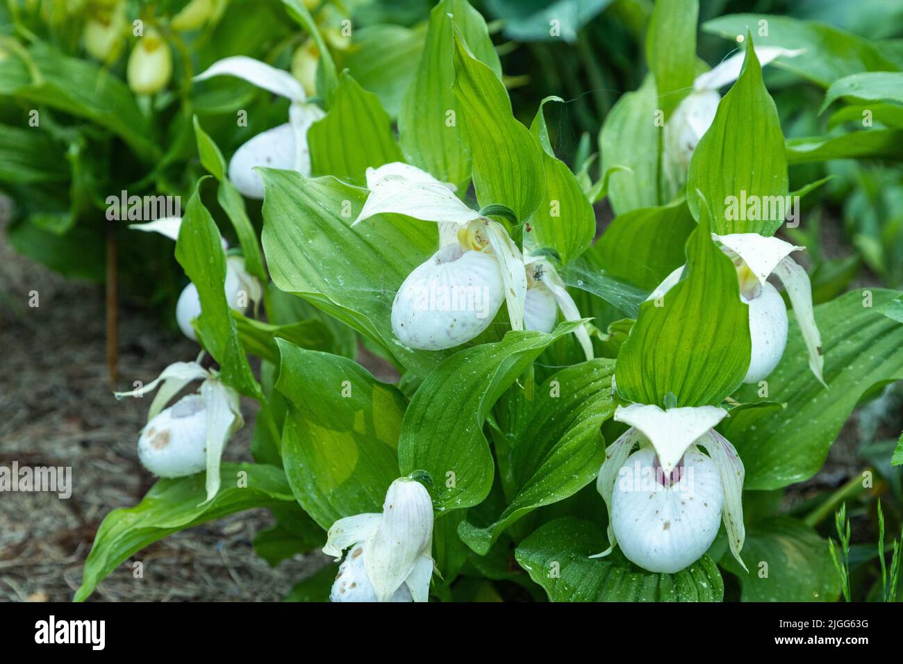 Башмачок белоснежный Башмачок белоснежный