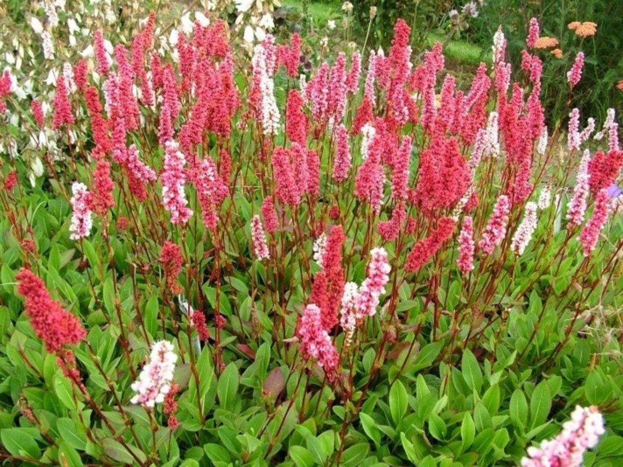 Горец Горец