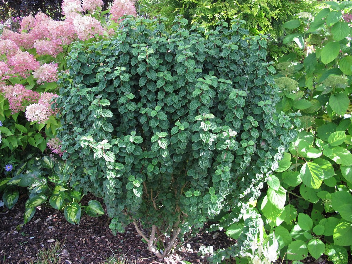 Дерен кроваво-красный Дерен кроваво-красный