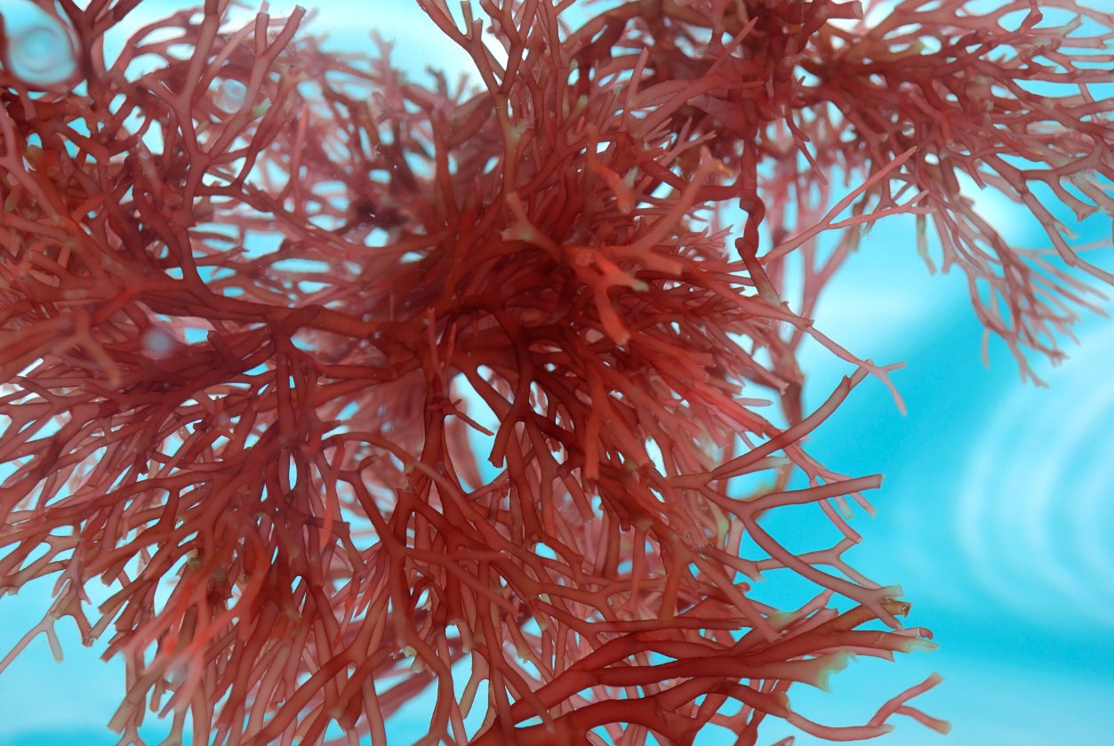 Бангия Бангия