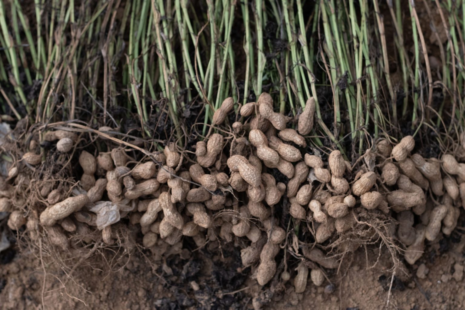 Бамбарский земляной орех