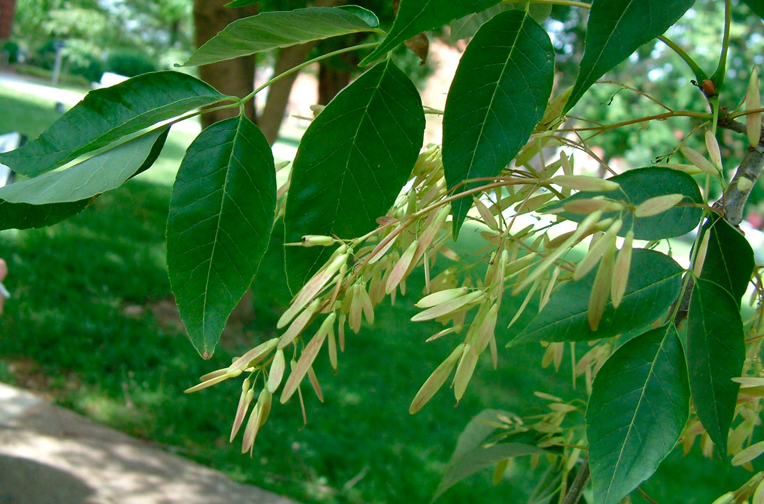 Ясень американский