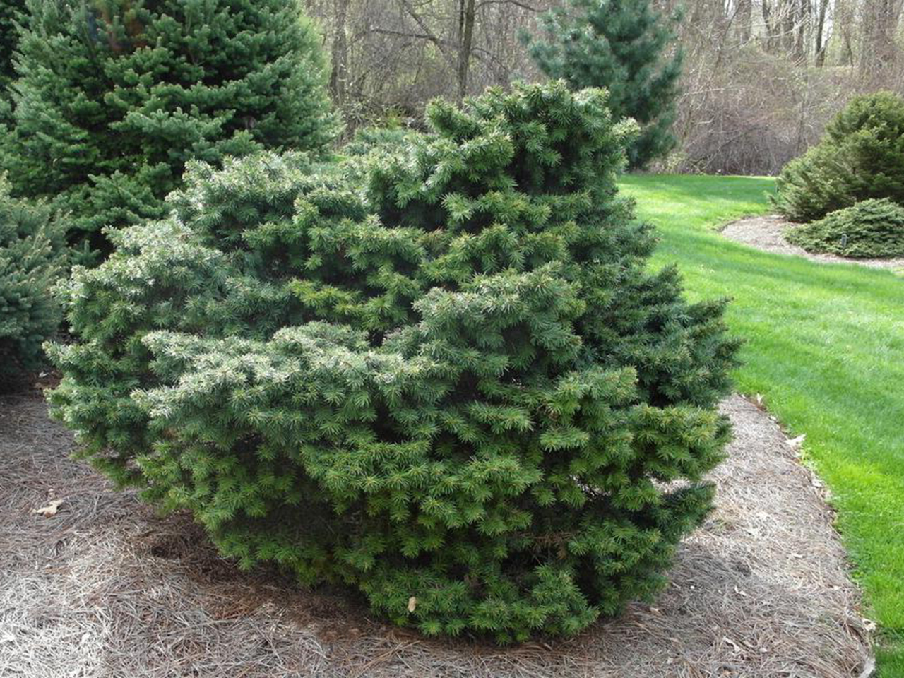 Псевдотсуга