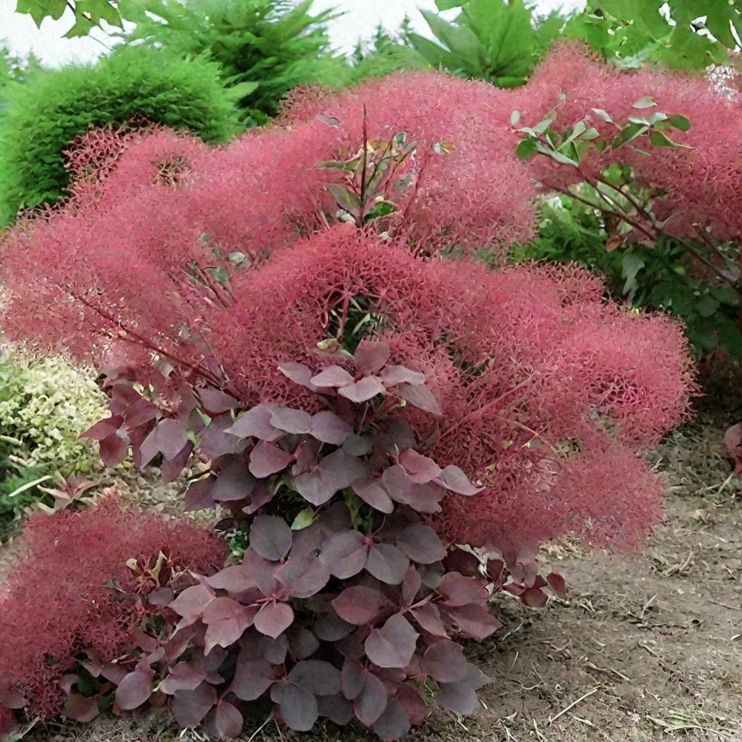 Скумпия плакучая