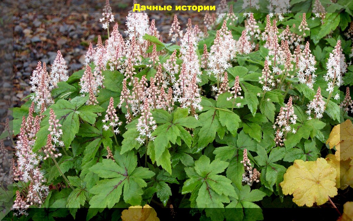 Тиарелла
