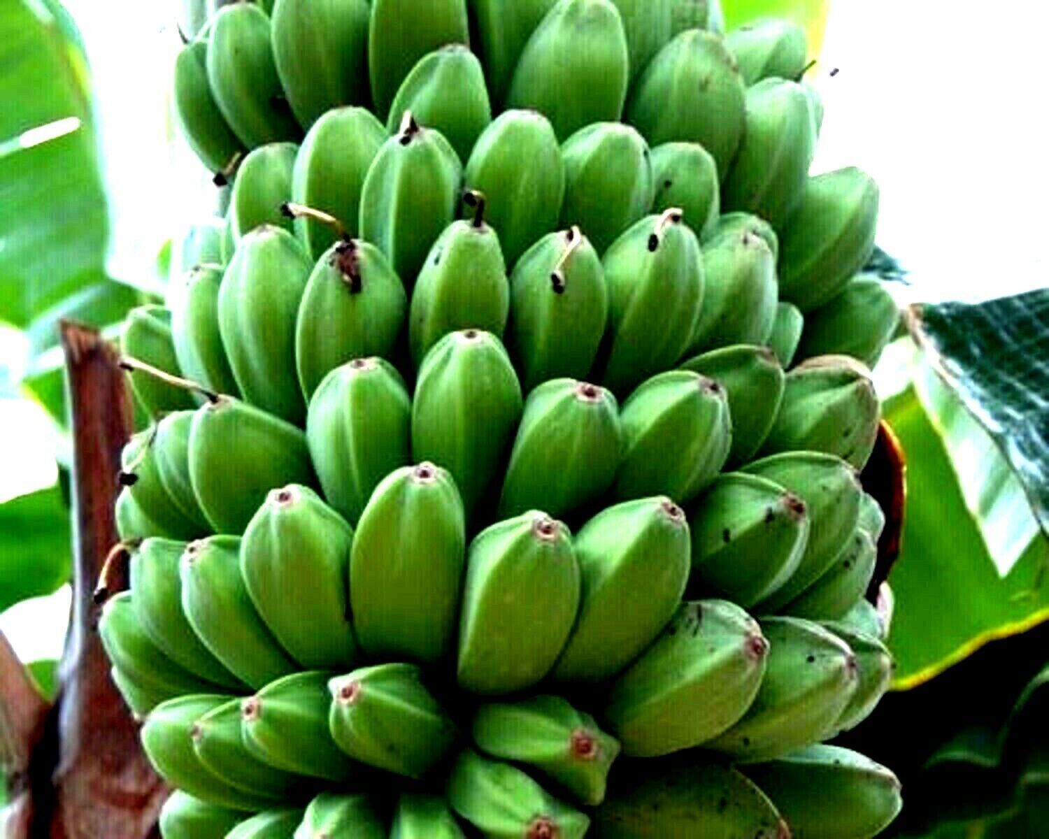 Банан дарджилингский