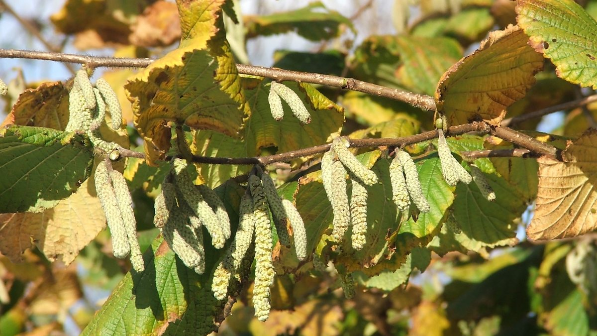 Ольха приморская