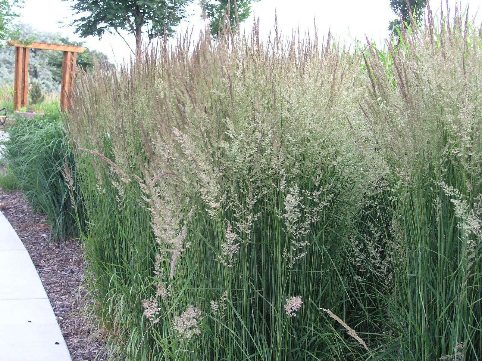 Вейник Вейник