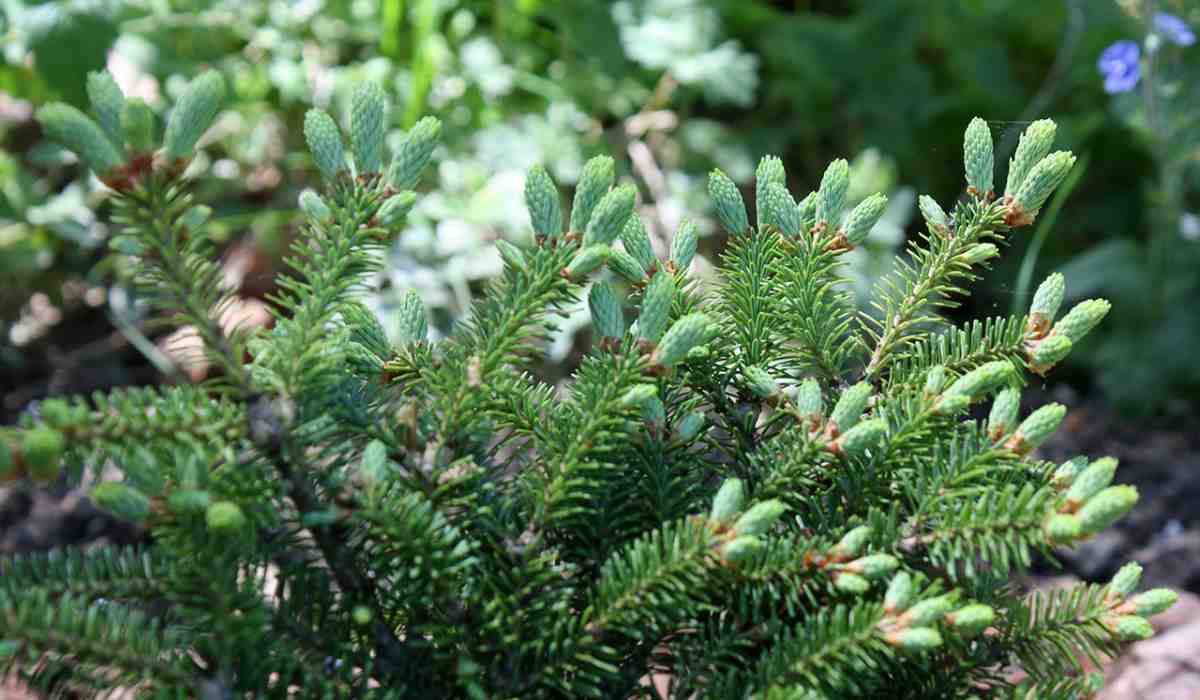 Пихта бальзамическая