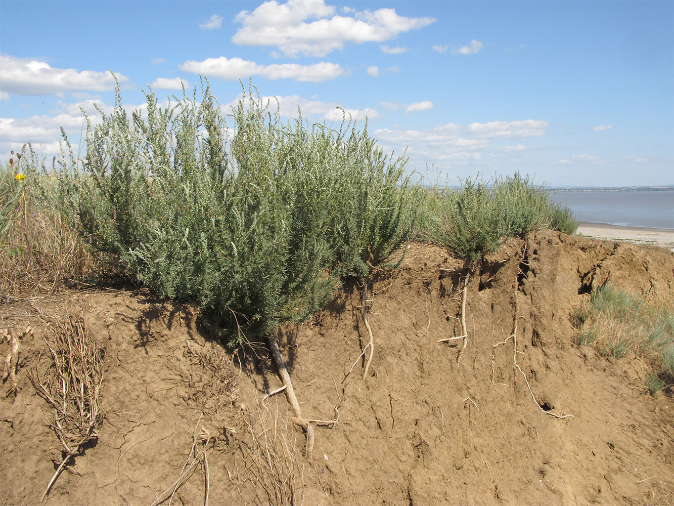 Бассия простёртая Бассия простёртая