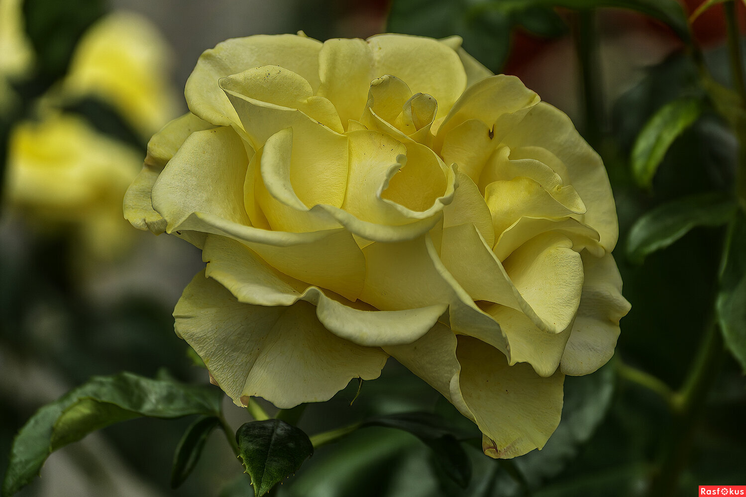 Роза желтая