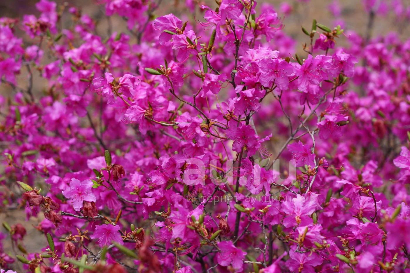 Багульник крупнолистный