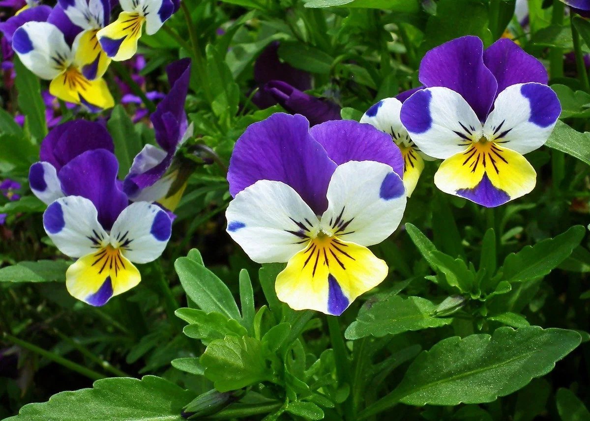 Анютины глазки Анютины глазки