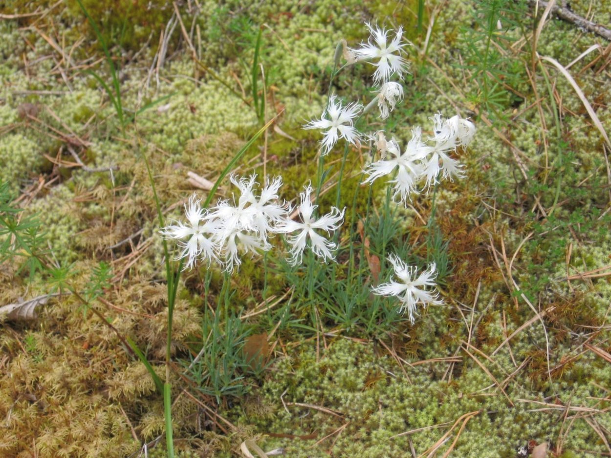 Гвоздичник Гвоздичник