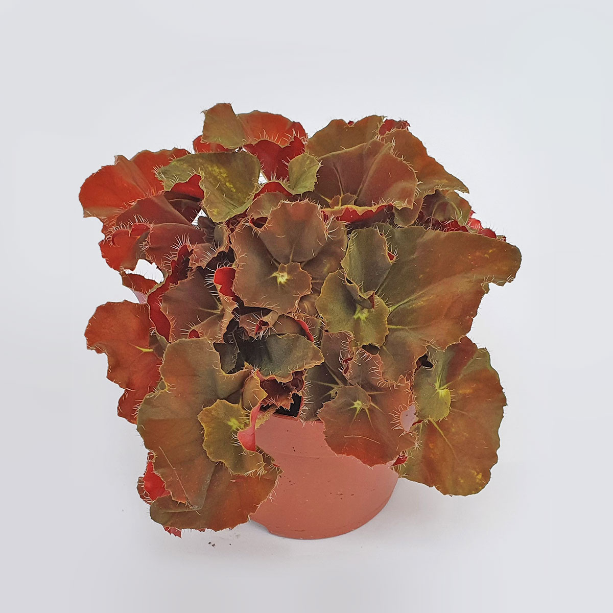 Бегониевые