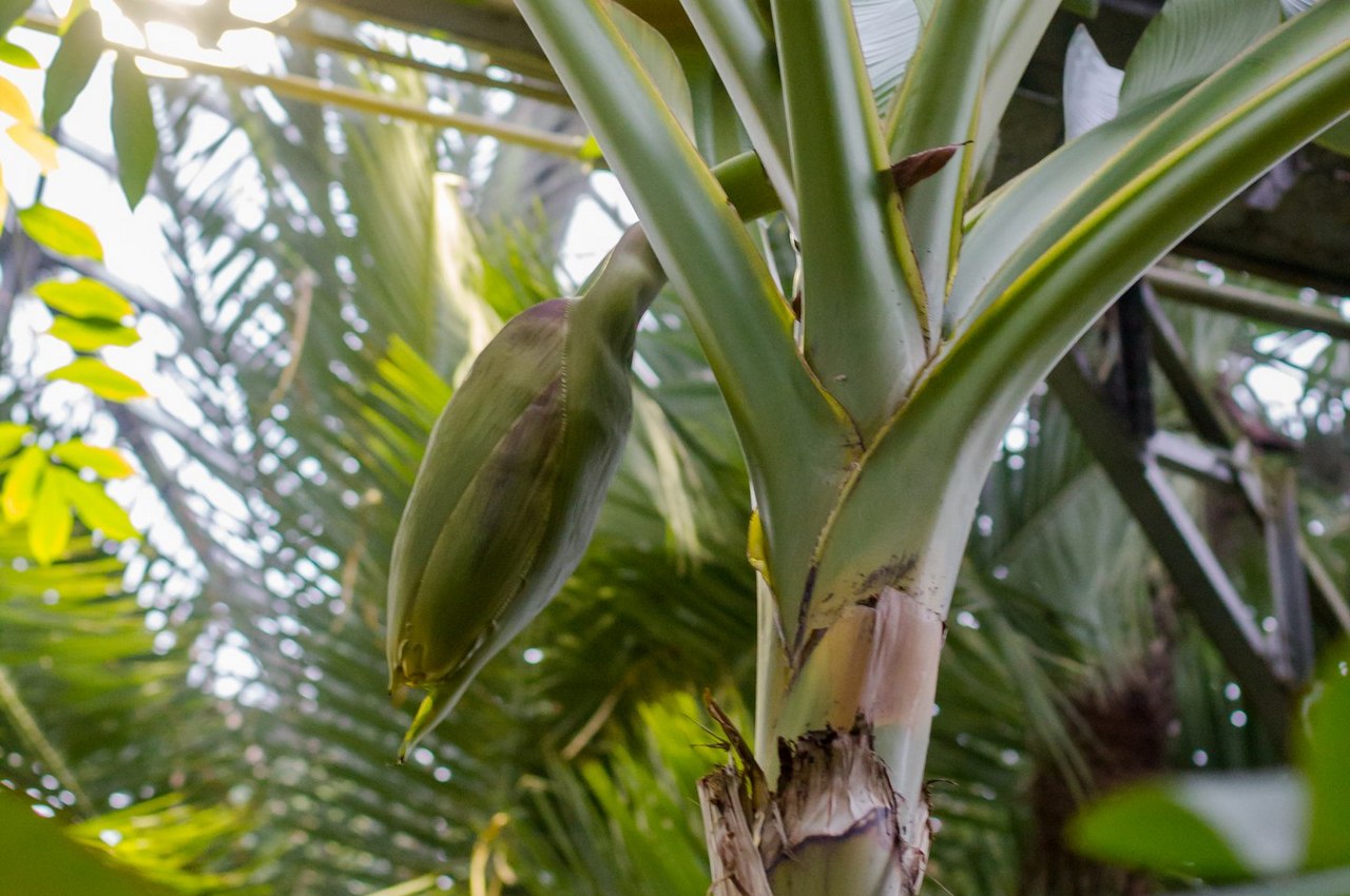 Банан японский Банан японский