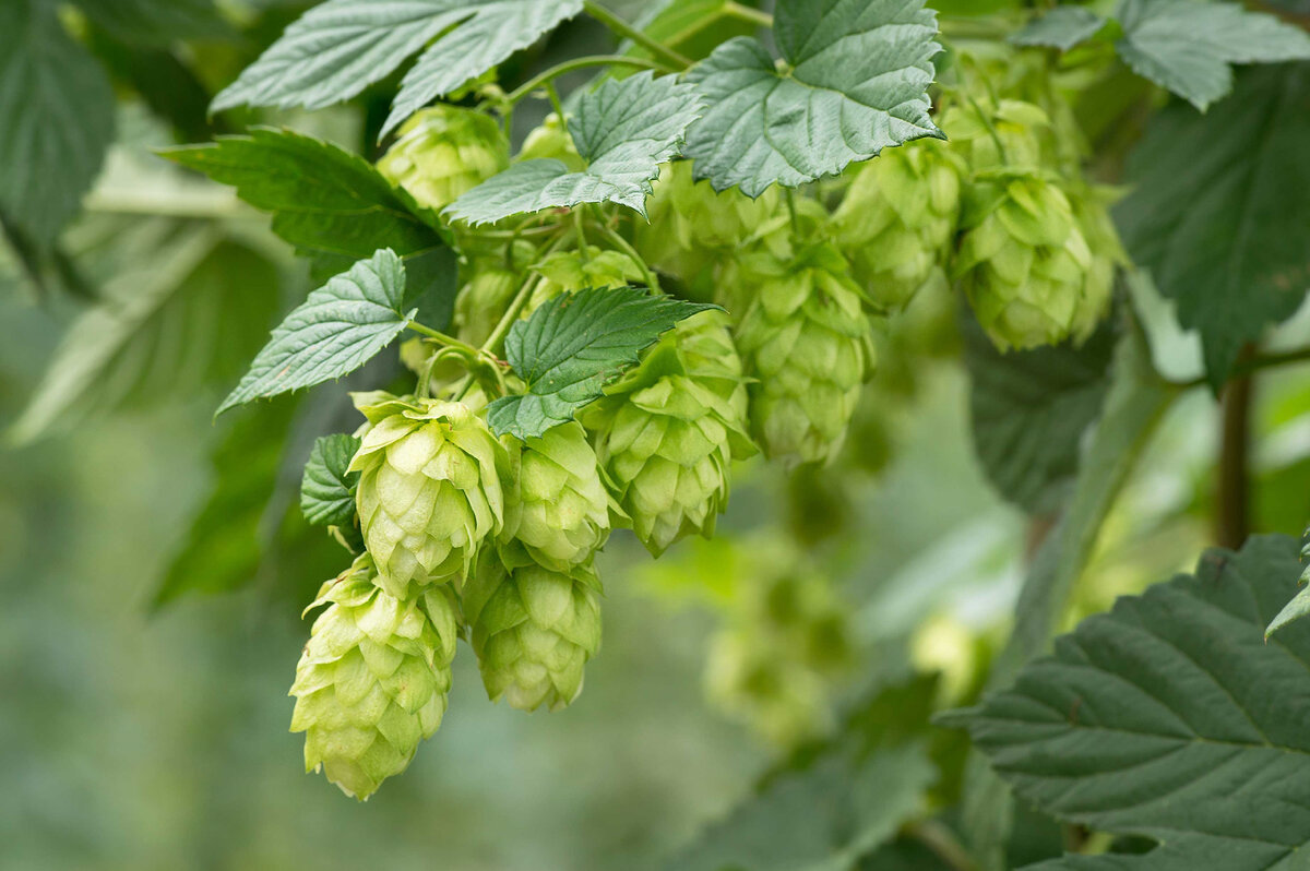 Хмель