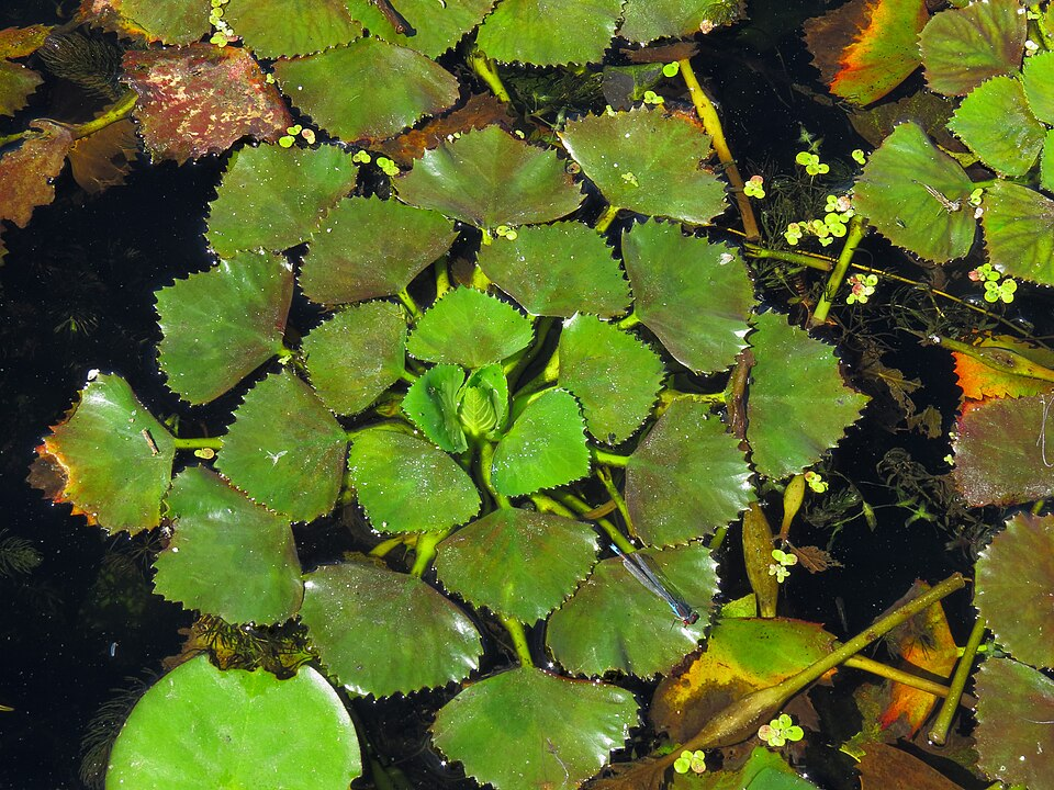 Водяной орех