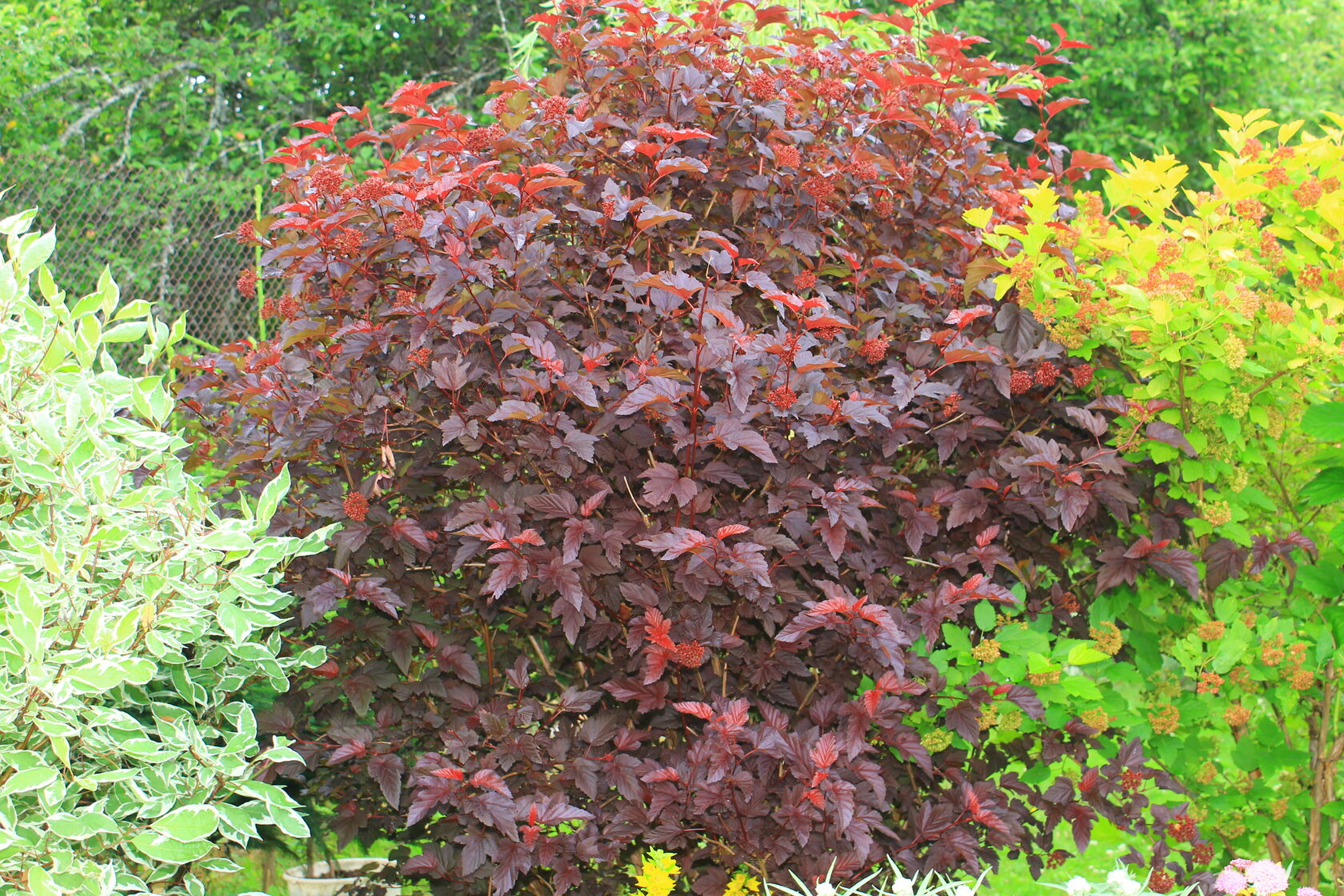 Пузыреплодник сизый