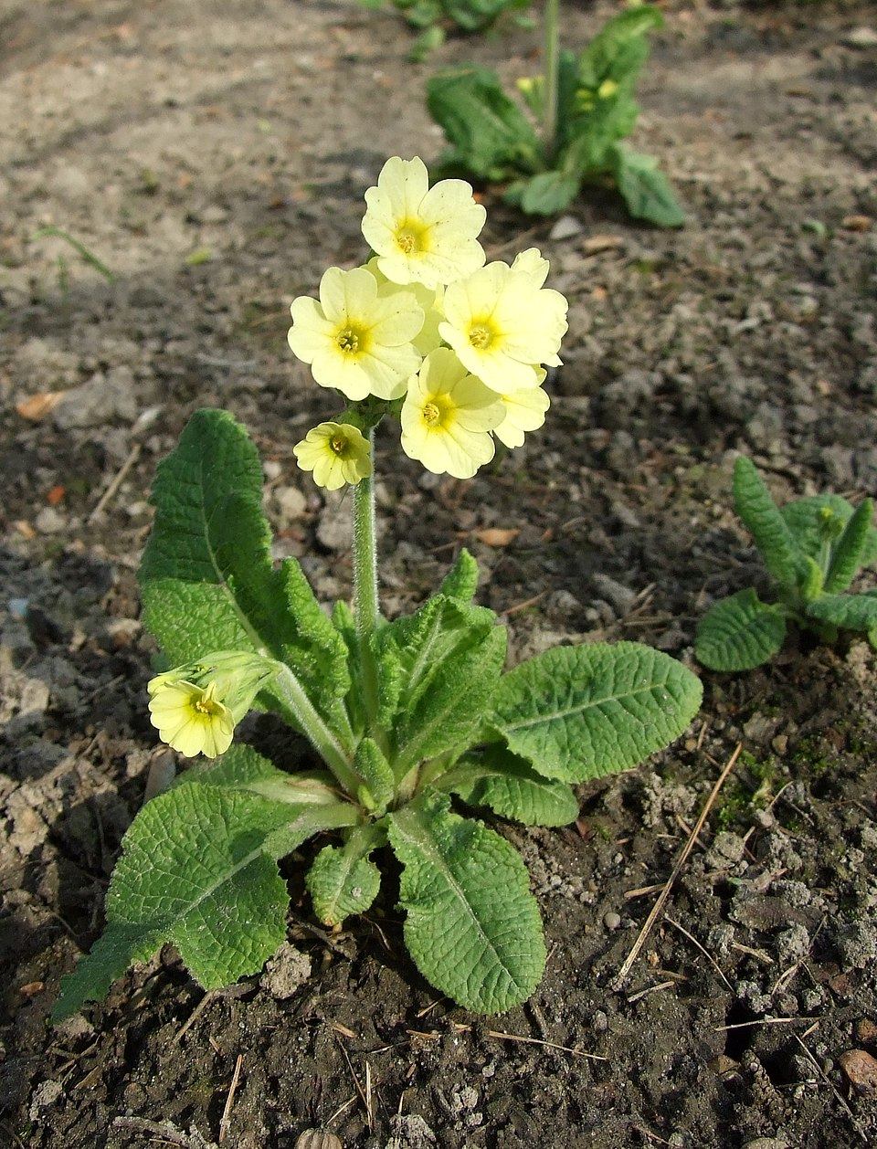 Примула