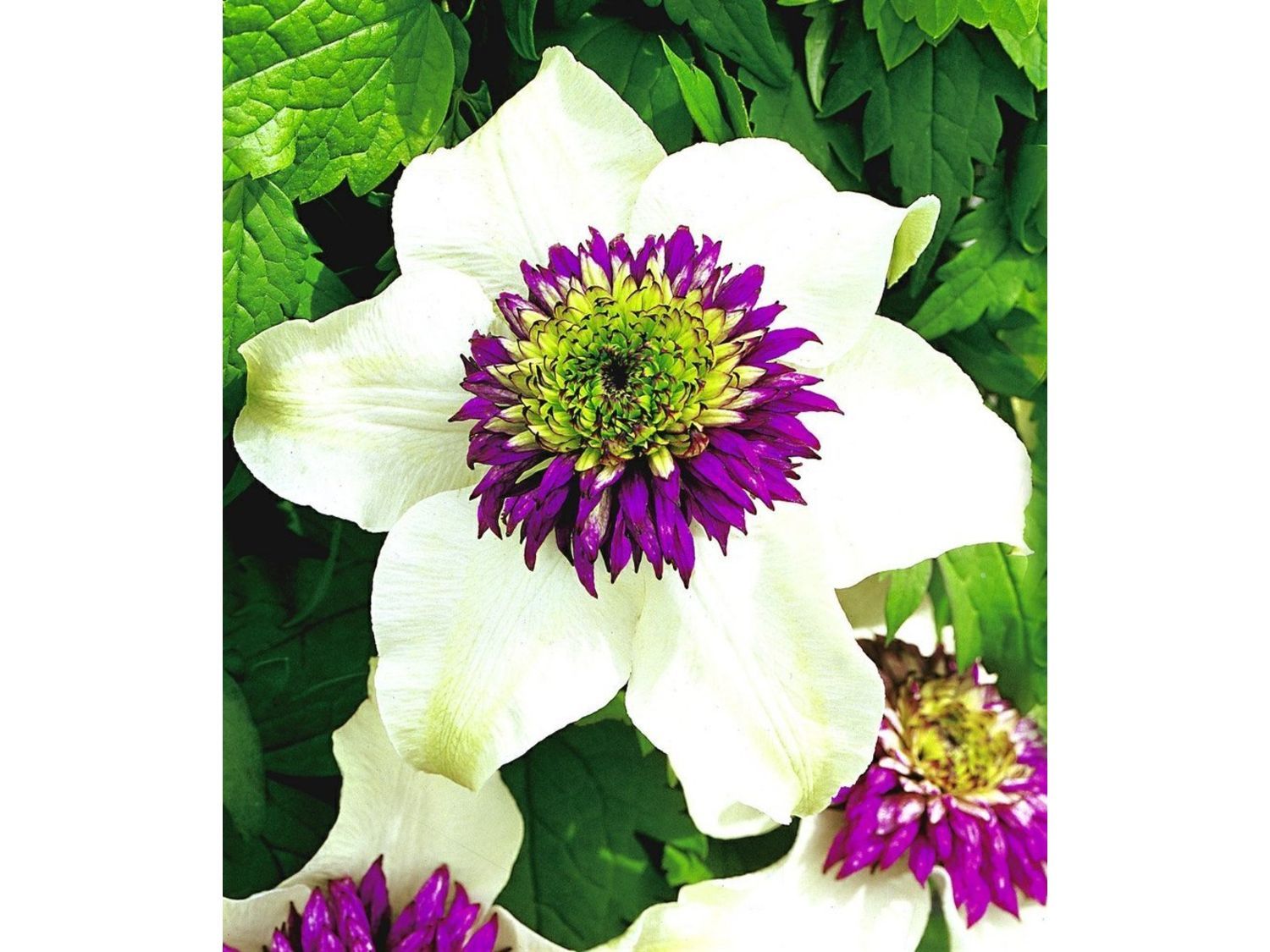 Клематис Флорида