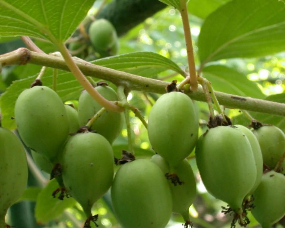 Актинидия острая