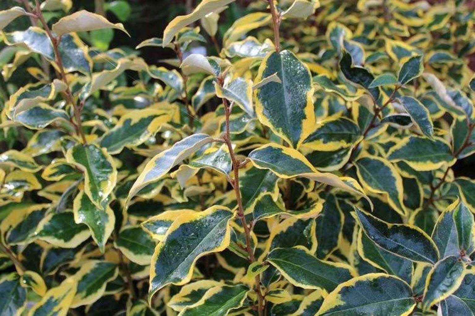 Лох Эббинга