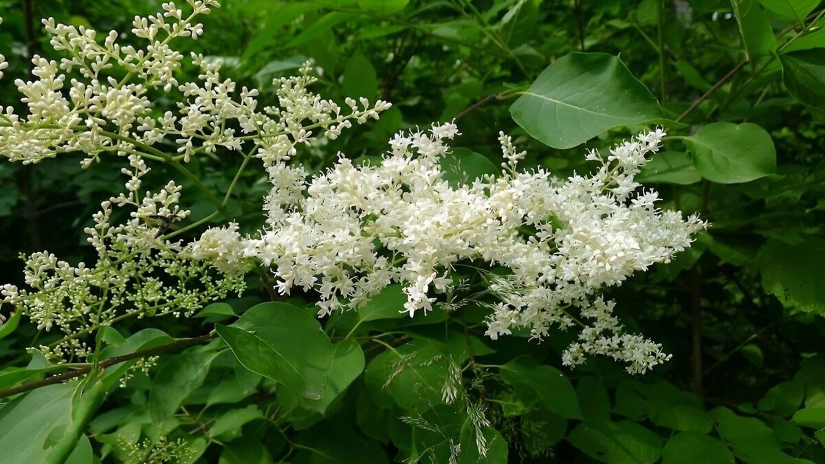 Сирень Комарова