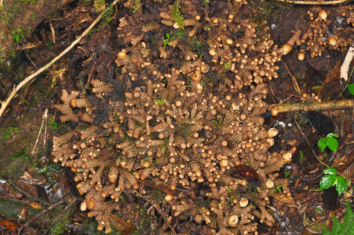 Баланофора