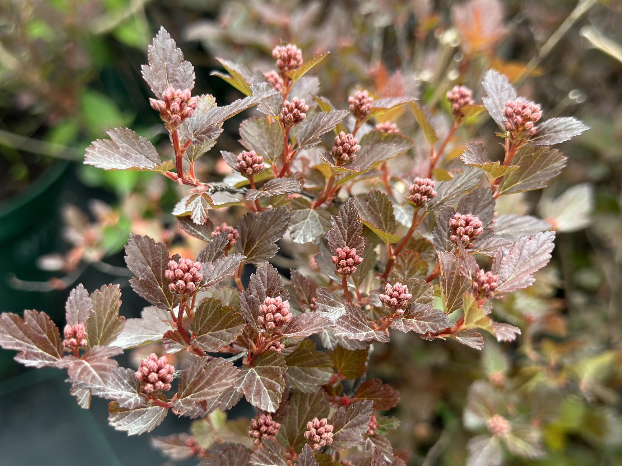 Пузыреплодник сизый