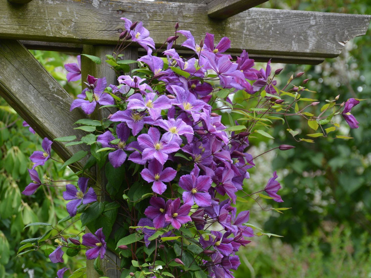 Клематис Флорида