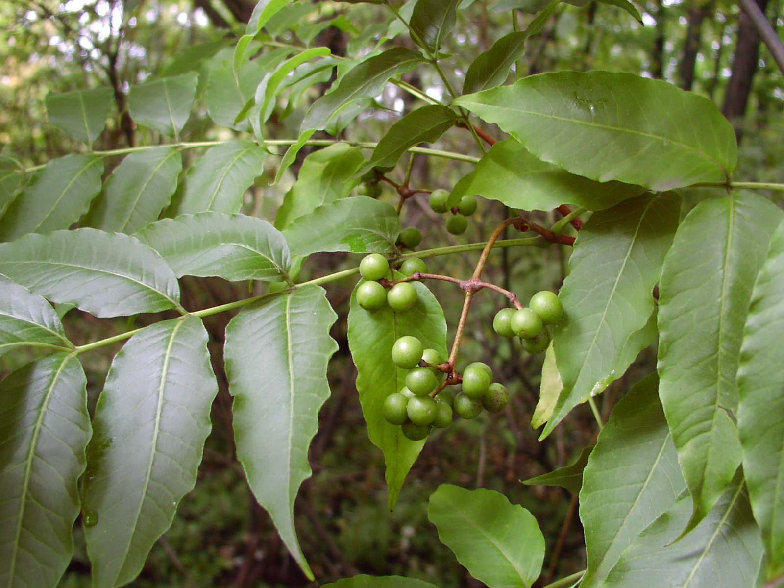 Бархат (растение)