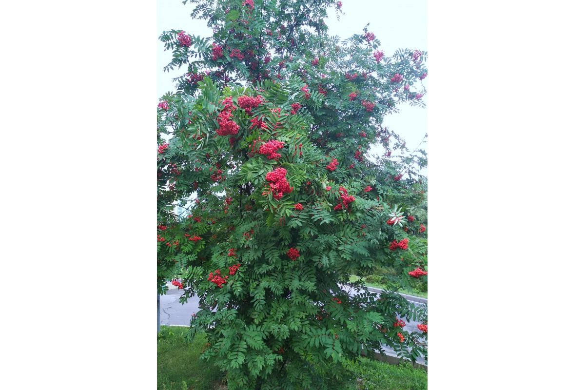 Рябина промежуточная