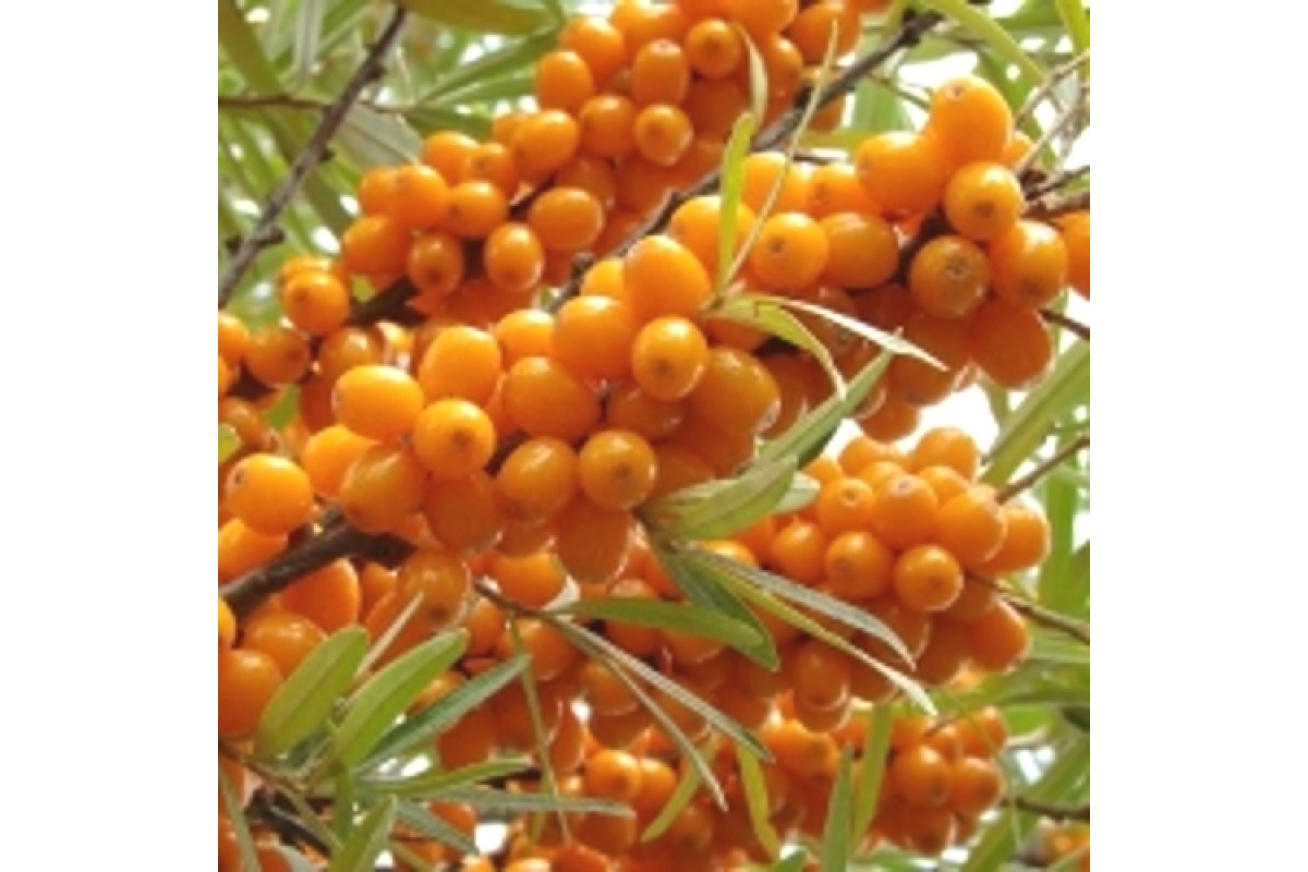 Облепиха Облепиха