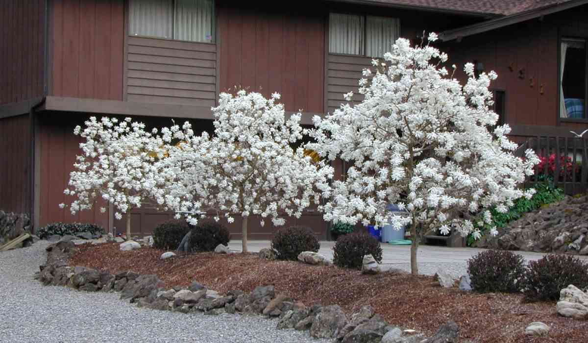 Магнолия звездчатая