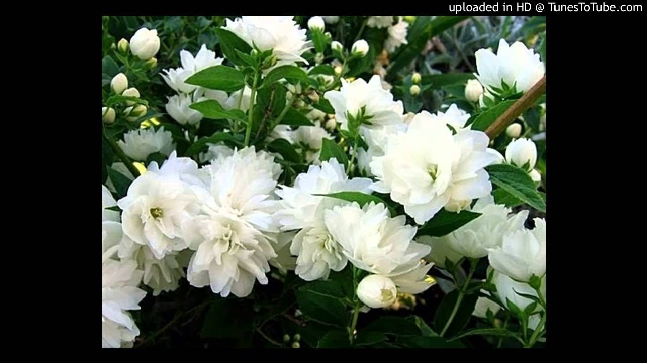 Жасмин карликовый